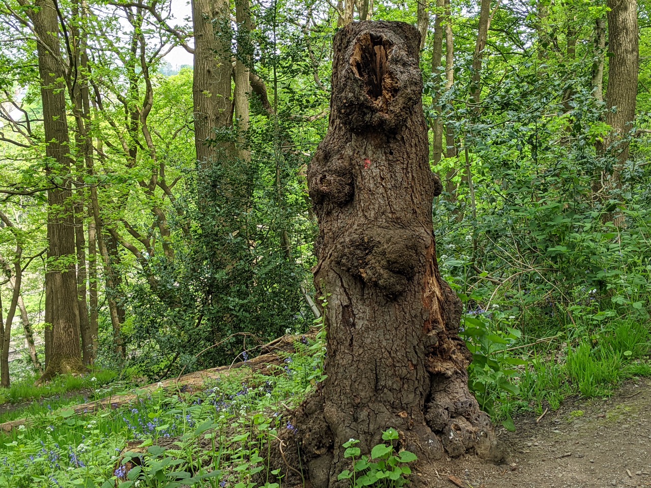 Fwd: Sutcliffe Wood			
					</div><!-- .entry-content -->
		
		<footer>
		
		
		
					
					</footer><!-- .entry-meta -->
	</article><!-- #post -->
				
											
				
		
<hr class=