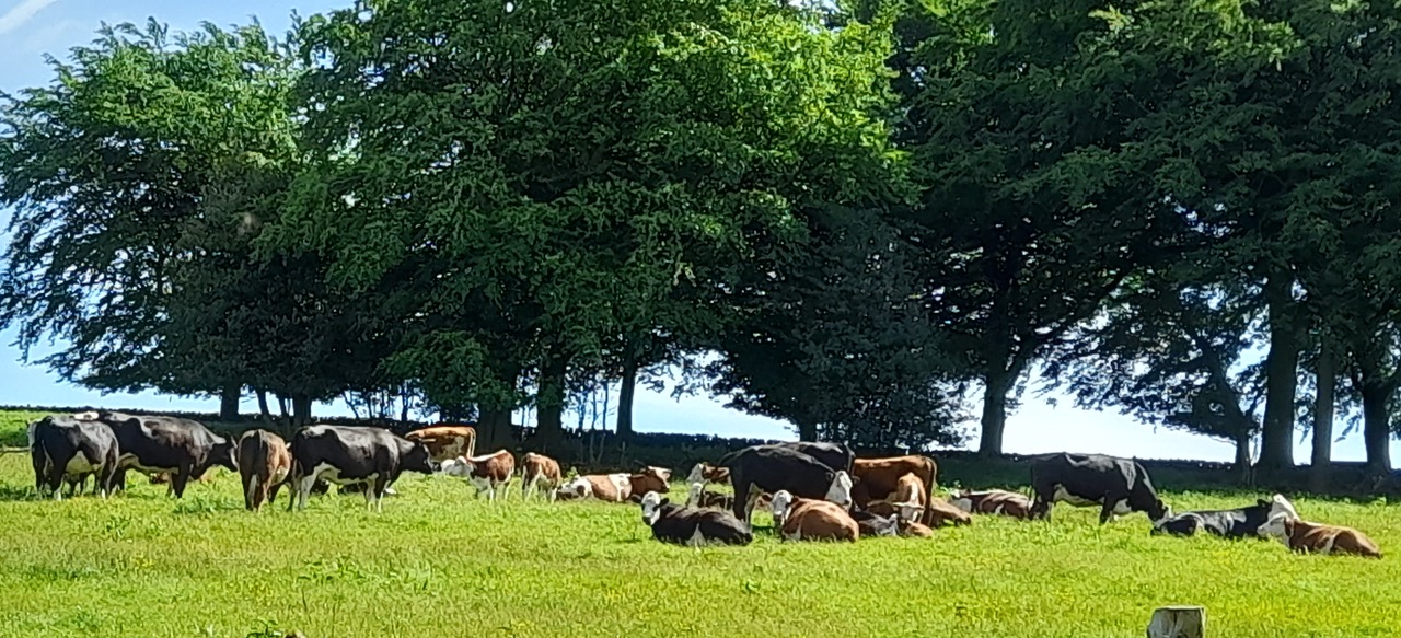 Fwd: Gail Ellis, Cows at Bradfield			
					</div><!-- .entry-content -->
		
		<footer>
		
		
		
					
					</footer><!-- .entry-meta -->
	</article><!-- #post -->
				
											
				
		
<hr class=