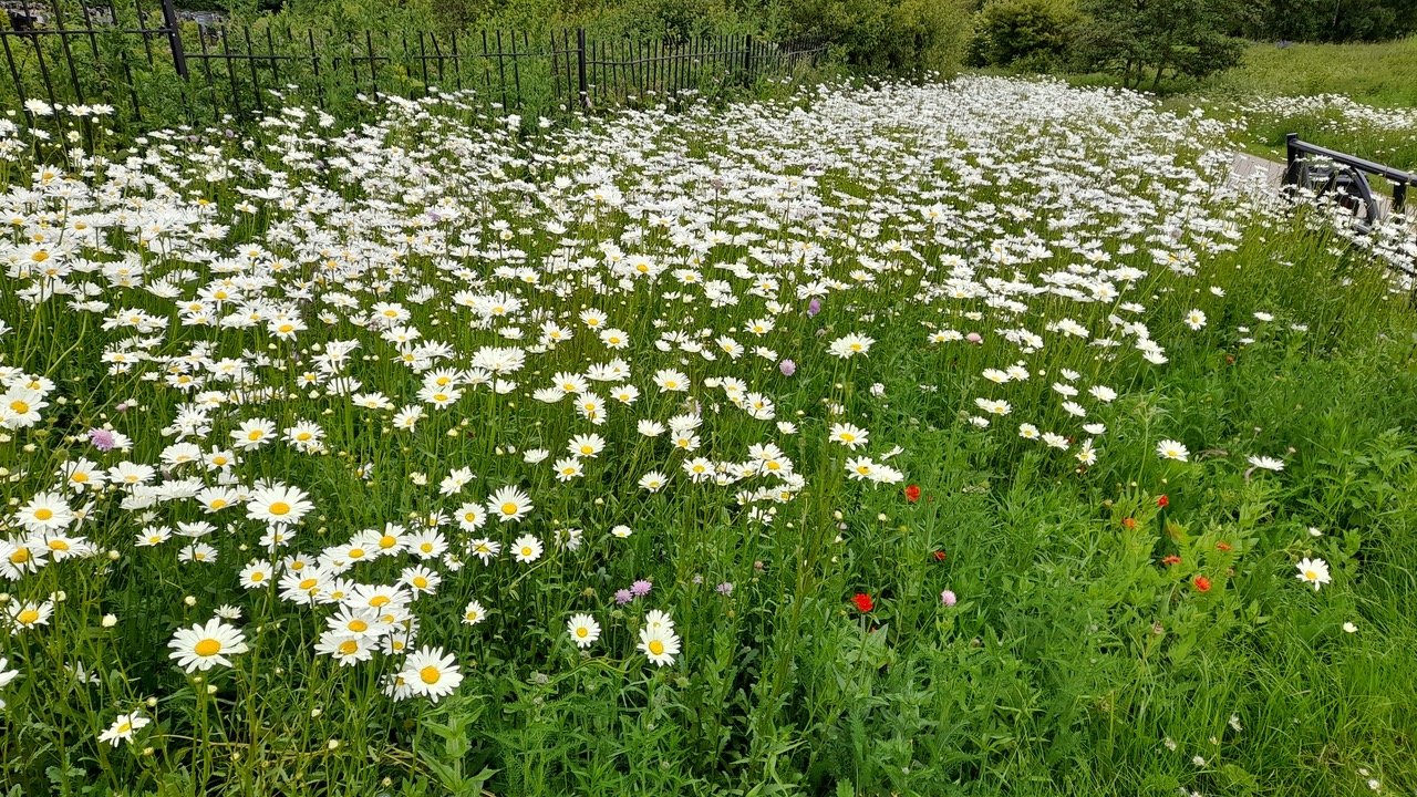 Fwd: Gail Ellis, Manor Park Fields			
					</div><!-- .entry-content -->
		
		<footer>
		
		
		
					
					</footer><!-- .entry-meta -->
	</article><!-- #post -->
				
											
				
		
<hr class=