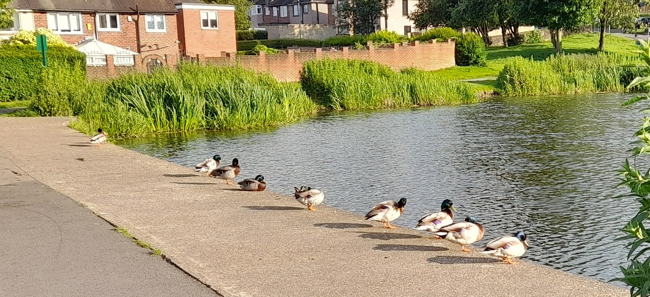 Fwd: Gail Ellis, ducks in a row.  Frecheville			
					</div><!-- .entry-content -->
		
		<footer>
		
		
		
					
					</footer><!-- .entry-meta -->
	</article><!-- #post -->
				
											
				
		
<hr class=