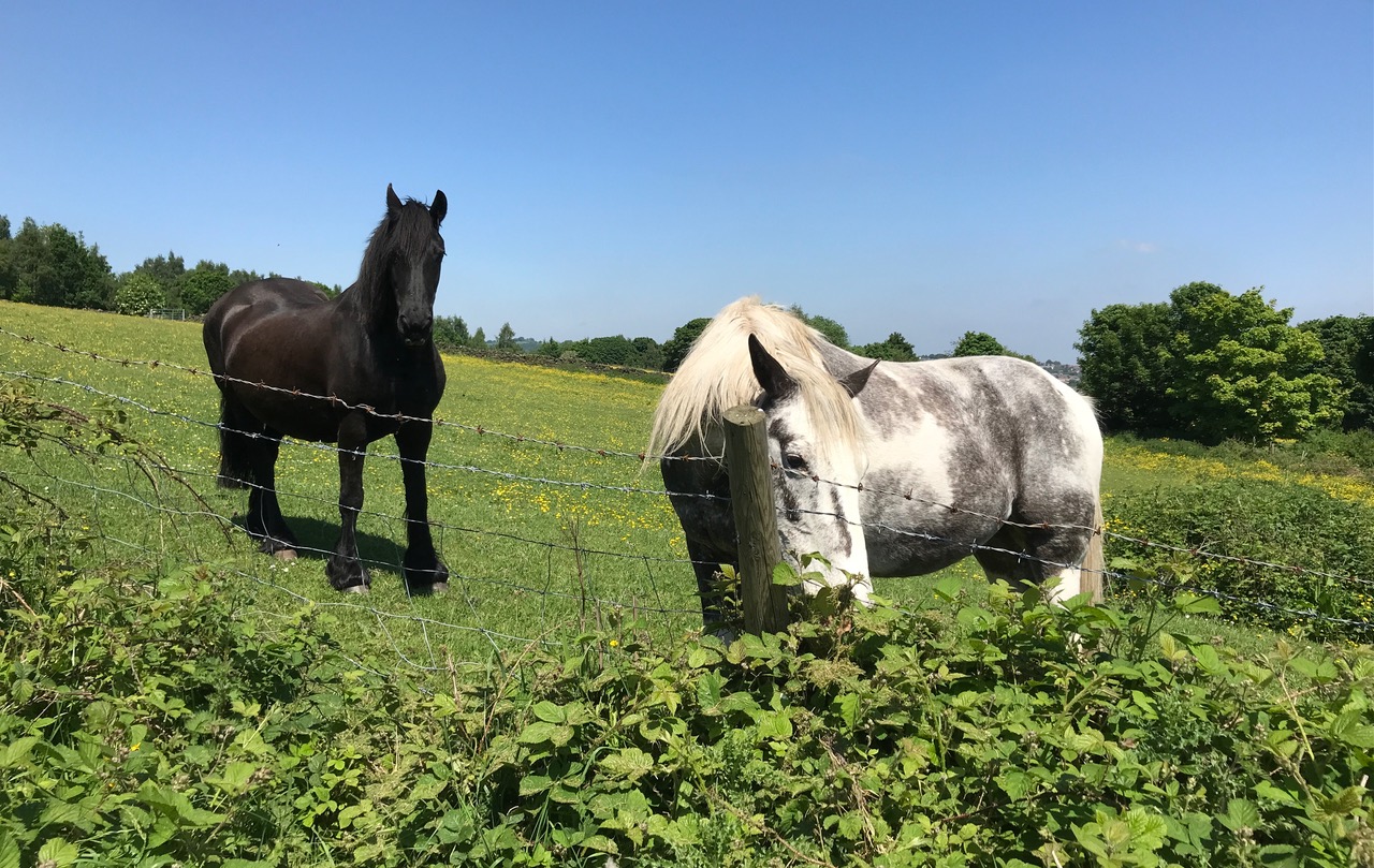 Fwd: Chris – Wadsley Common			
					</div><!-- .entry-content -->
		
		<footer>
		
		
		
					
					</footer><!-- .entry-meta -->
	</article><!-- #post -->
				
											
				
		
<hr class=