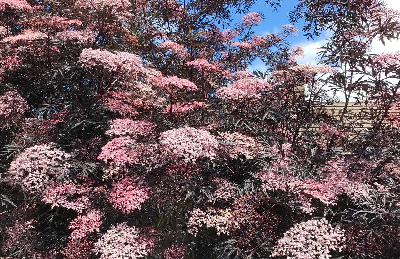 Fwd: Chris – Elder Flower			
					</div><!-- .entry-content -->
		
		<footer>
		
		
		
					
					</footer><!-- .entry-meta -->
	</article><!-- #post -->
				
											
				
		
<hr class=