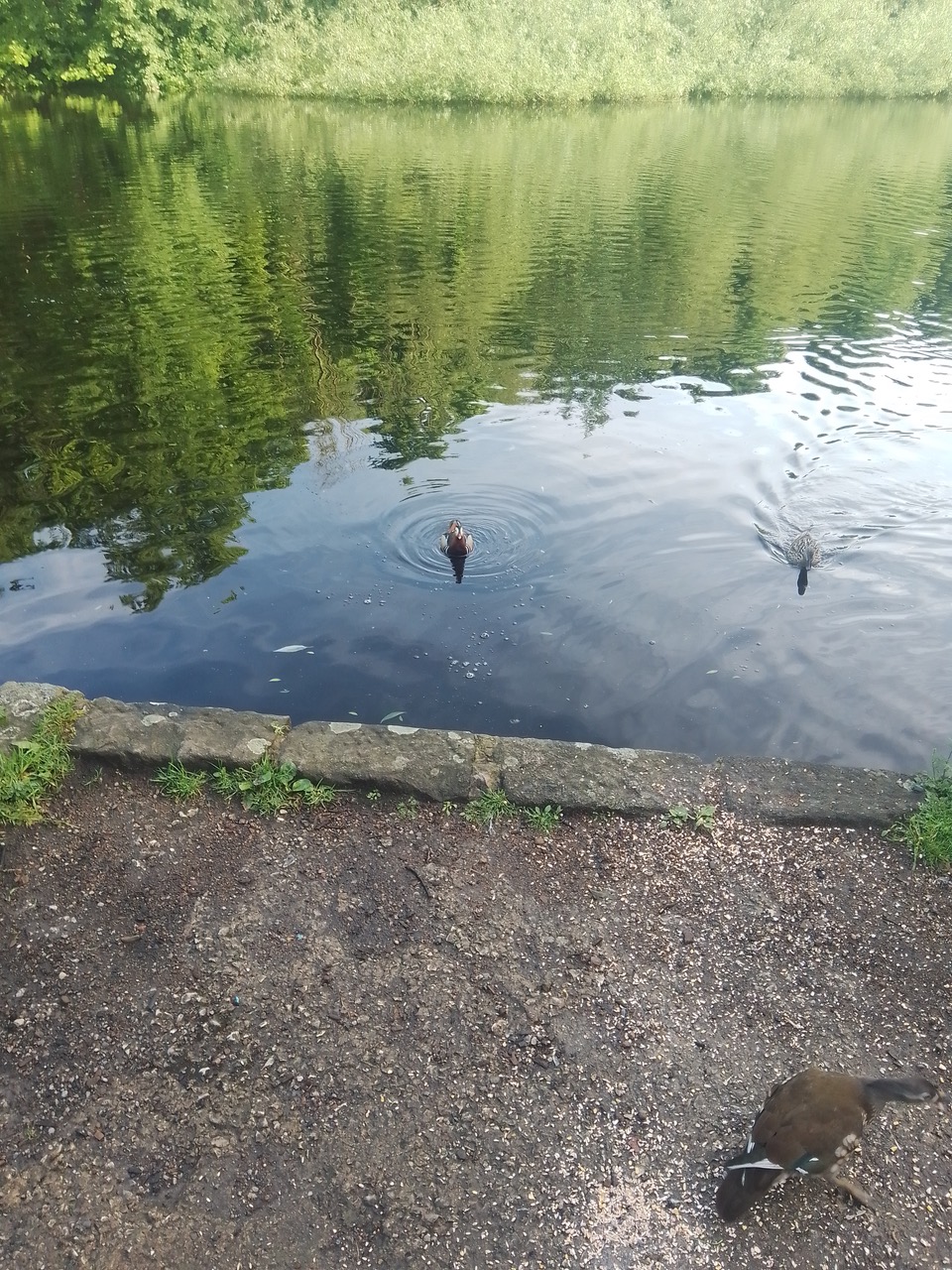Fwd: Rivelin mandarin ducks			
					</div><!-- .entry-content -->
		
		<footer>
		
		
		
					
					</footer><!-- .entry-meta -->
	</article><!-- #post -->
				
											
				
		
<hr class=