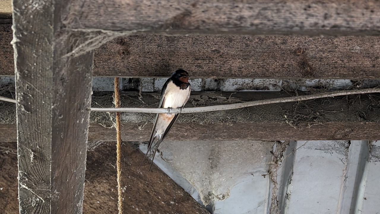 Fwd: Greg Howarth Swallow at roost Brookhouse			
					</div><!-- .entry-content -->
		
		<footer>
		
		
		
					
					</footer><!-- .entry-meta -->
	</article><!-- #post -->
				
											
				
		
<hr class=