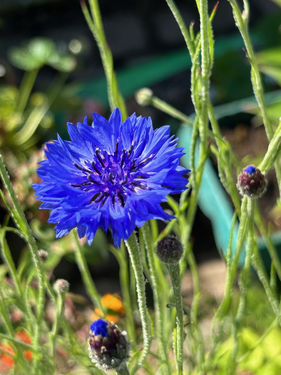 Fwd: corn flower			
					</div><!-- .entry-content -->
		
		<footer>
		
		
		
					
					</footer><!-- .entry-meta -->
	</article><!-- #post -->
				
											
				
		
<hr class=