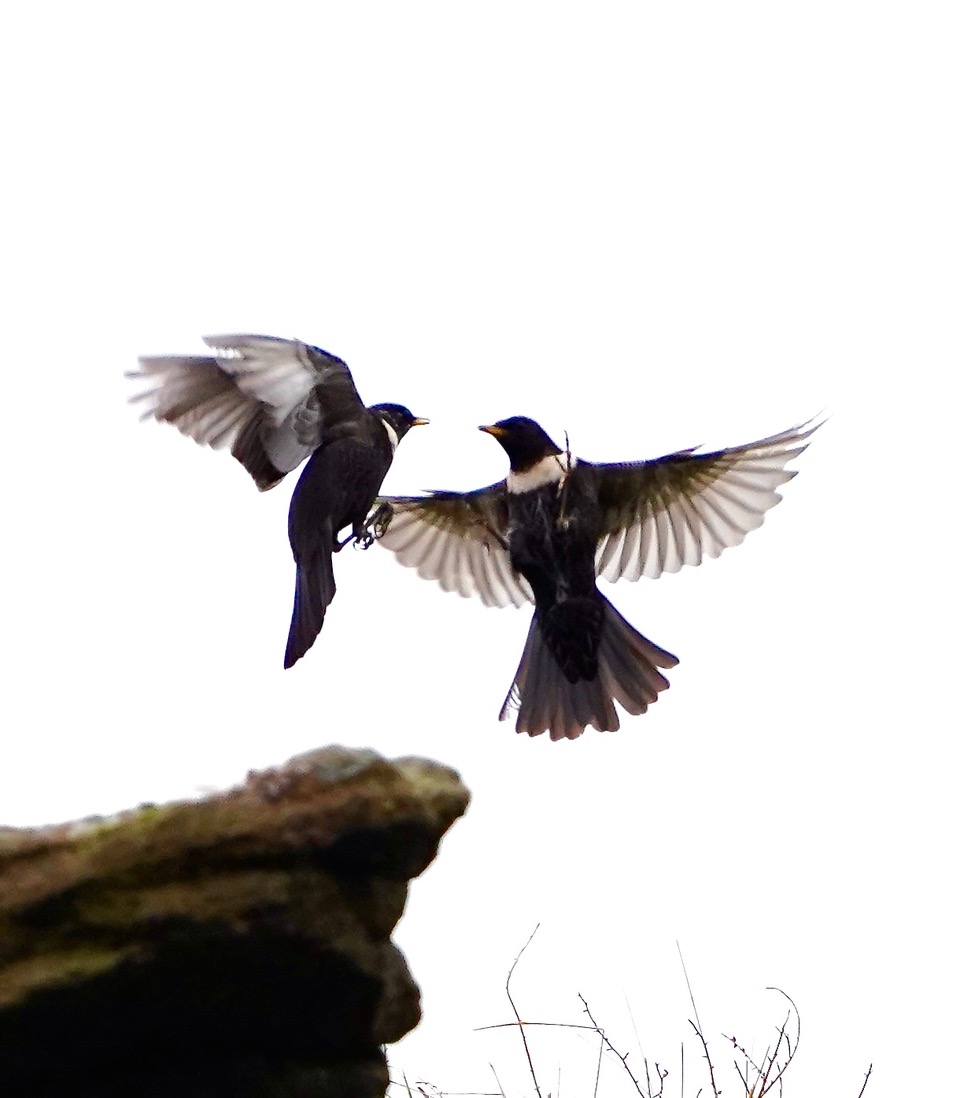 Fwd: Ring Ouzels at Hordron Edge, Derbyshire, Steve Gregory			
					</div><!-- .entry-content -->
		
		<footer>
		
		
		
					
					</footer><!-- .entry-meta -->
	</article><!-- #post -->
				
											
				
		
<hr class=