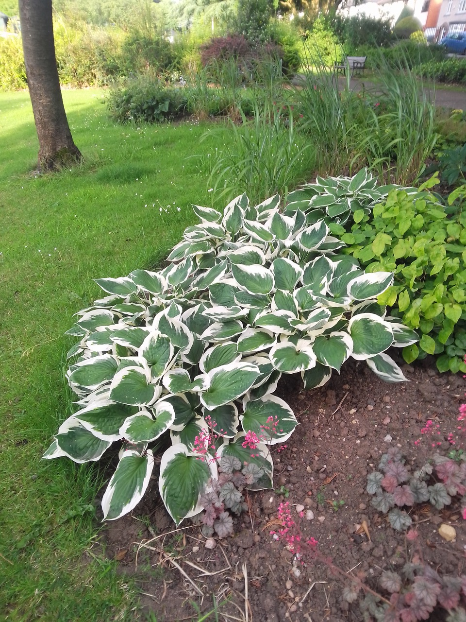 Fwd: Hosta’s at Graves park			
					</div><!-- .entry-content -->
		
		<footer>
		
		
		
					
					</footer><!-- .entry-meta -->
	</article><!-- #post -->
				
											
				
		
<hr class=