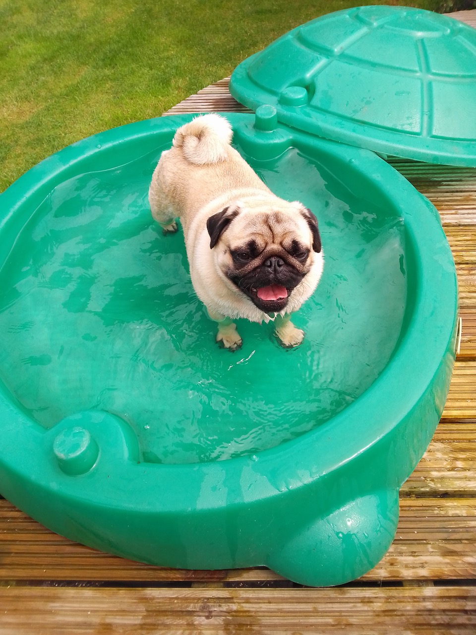 Fwd: Ollie enjoying a dip in the pool			
					</div><!-- .entry-content -->
		
		<footer>
		
		
		
					
					</footer><!-- .entry-meta -->
	</article><!-- #post -->
				
											
				
		
<hr class=