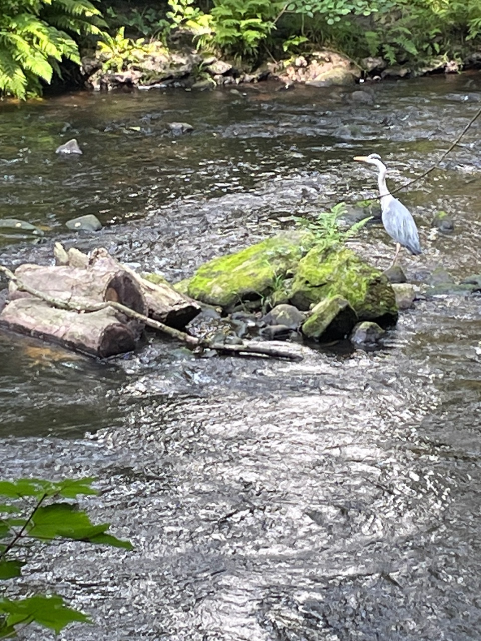 Fwd: Heron at Beeley Wood			
					</div><!-- .entry-content -->
		
		<footer>
		
		
		
					
					</footer><!-- .entry-meta -->
	</article><!-- #post -->
				
											
				
		
<hr class=