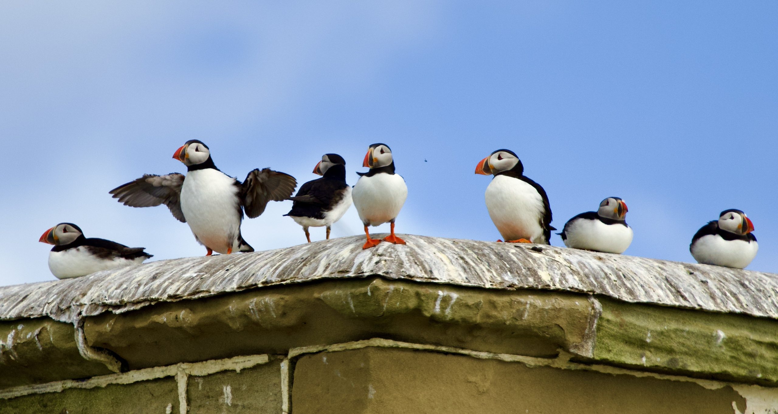 Fwd: Sardines, Puffins, Weathervane			
					</div><!-- .entry-content -->
		
		<footer>
		
		
		
					
					</footer><!-- .entry-meta -->
	</article><!-- #post -->
				
											
				
		
<hr class=