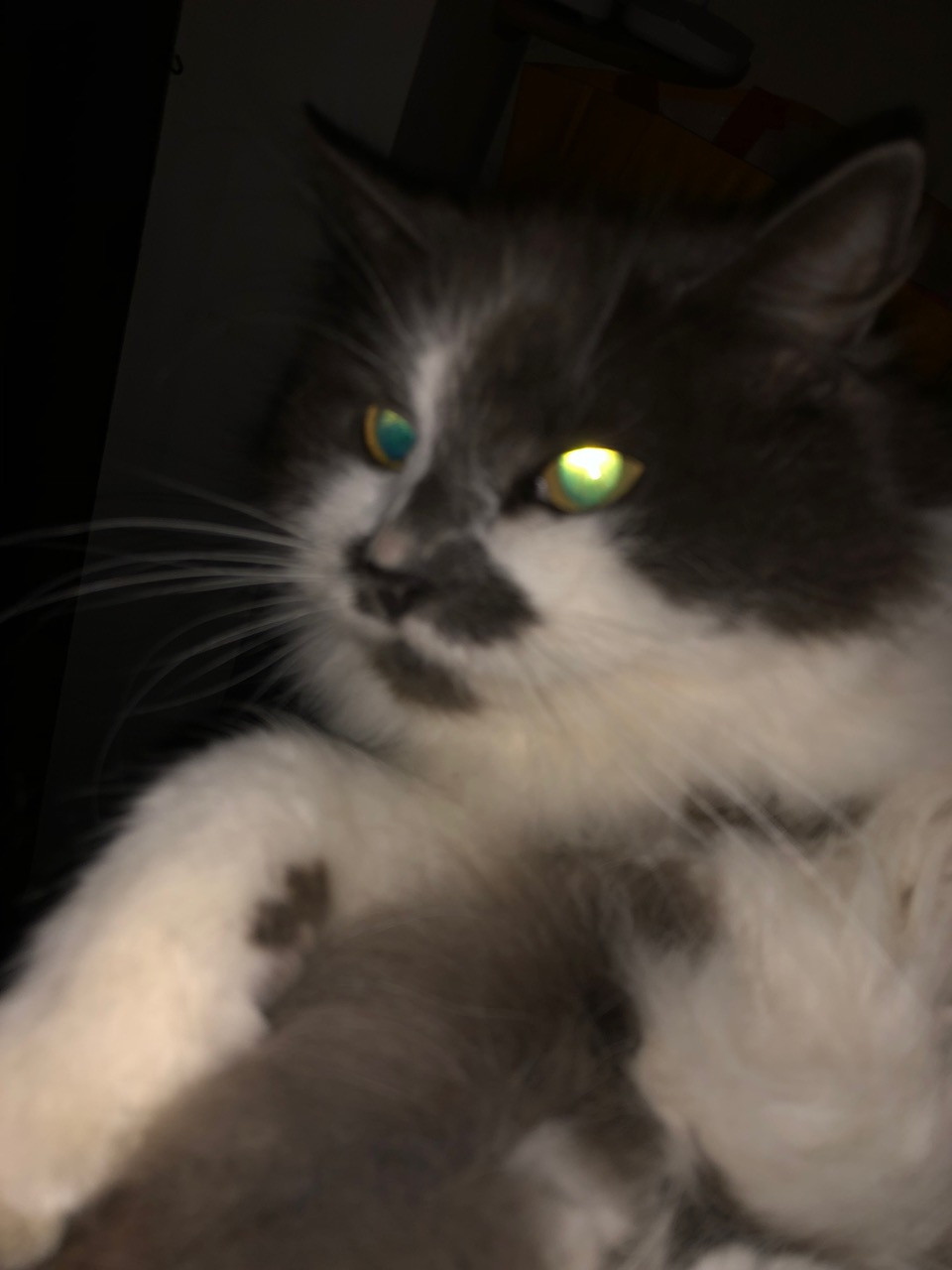 Fwd: Photo of my cat, Dolly			
					</div><!-- .entry-content -->
		
		<footer>
		
		
		
					
					</footer><!-- .entry-meta -->
	</article><!-- #post -->
				
											
				
		
<hr class=