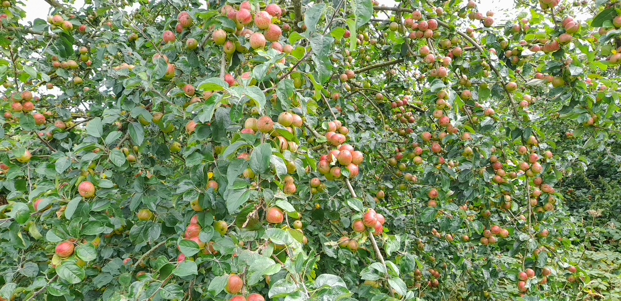 Fwd: Gail Ellis, bumper crops			
					</div><!-- .entry-content -->
		
		<footer>
		
		
		
					
					</footer><!-- .entry-meta -->
	</article><!-- #post -->
				
											
				
		
<hr class=