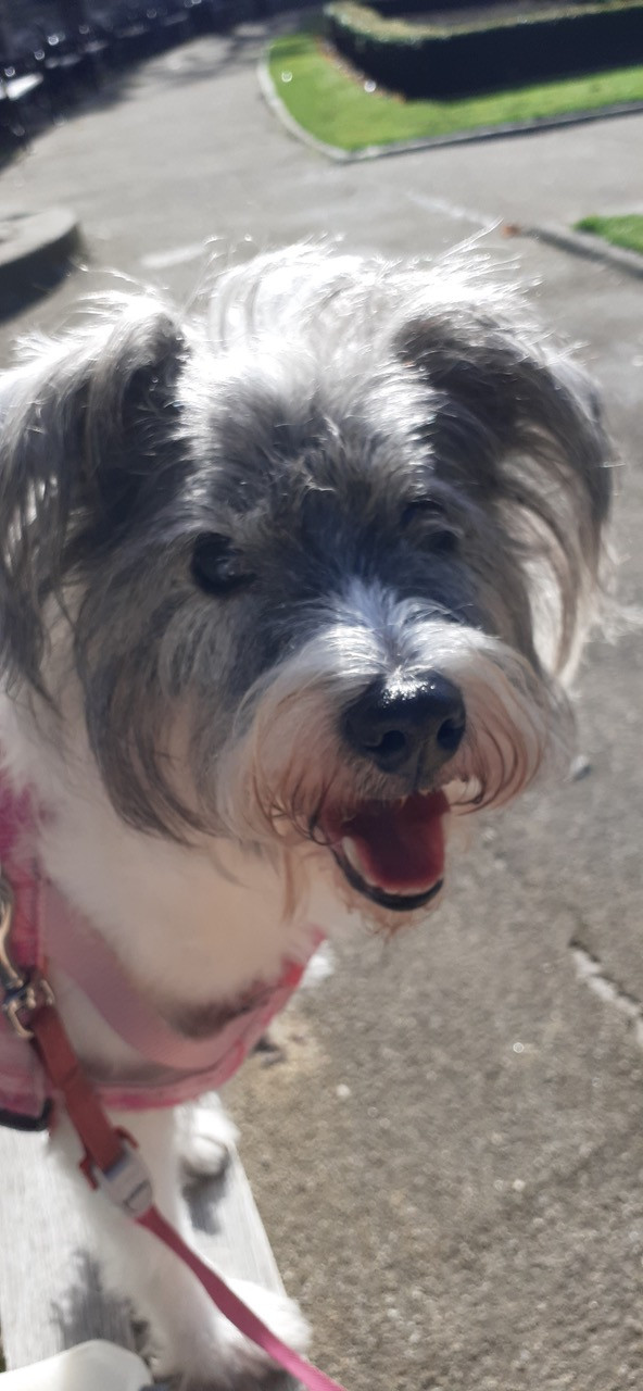 Fwd: Lucy now passed .😢			
					</div><!-- .entry-content -->
		
		<footer>
		
		
		
					
					</footer><!-- .entry-meta -->
	</article><!-- #post -->
				
											
				
		
<hr class=