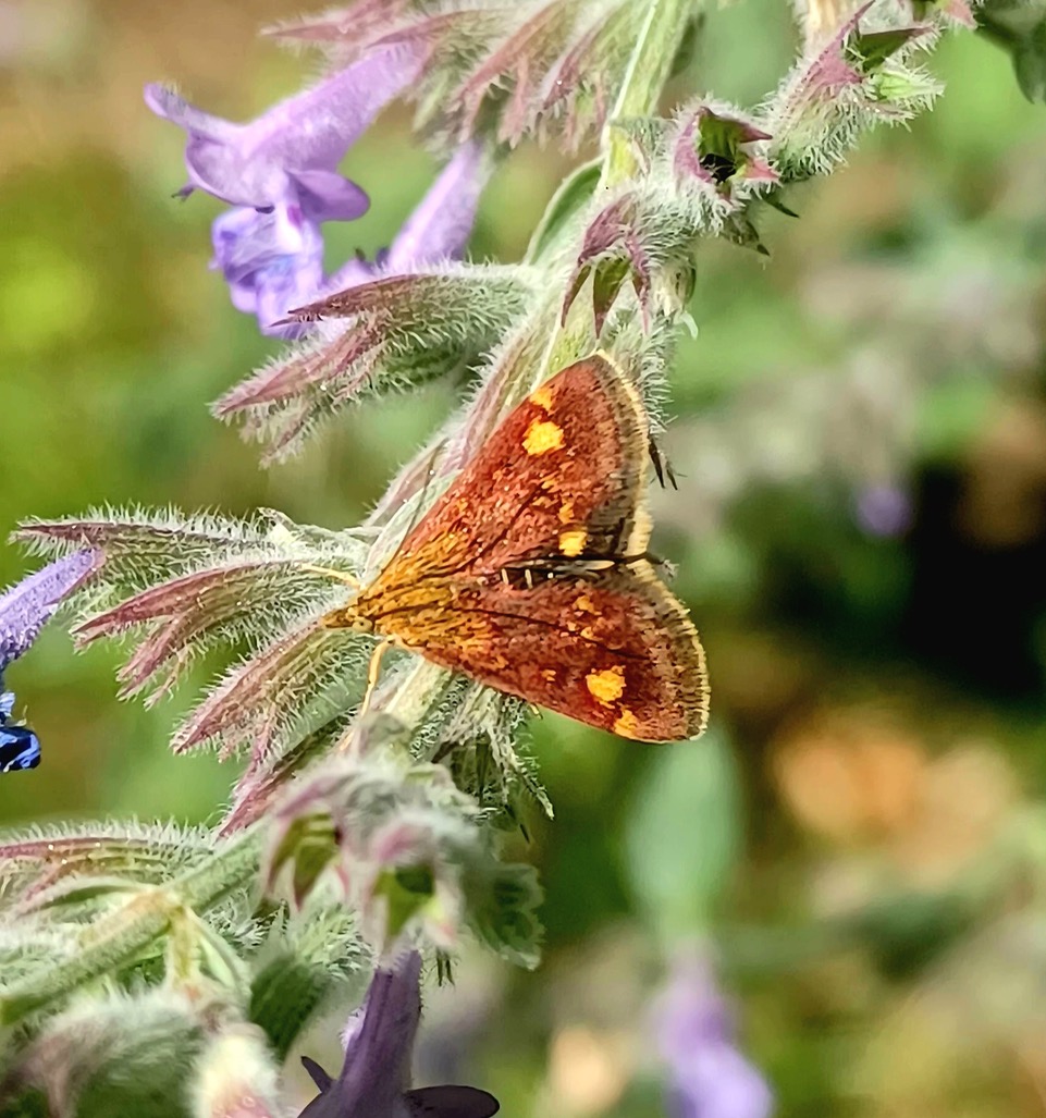 Fwd: By Markius Maximus- Mint moth in Brinsworth.			
					</div><!-- .entry-content -->
		
		<footer>
		
		
		
					
					</footer><!-- .entry-meta -->
	</article><!-- #post -->
				
											
				
		
<hr class=