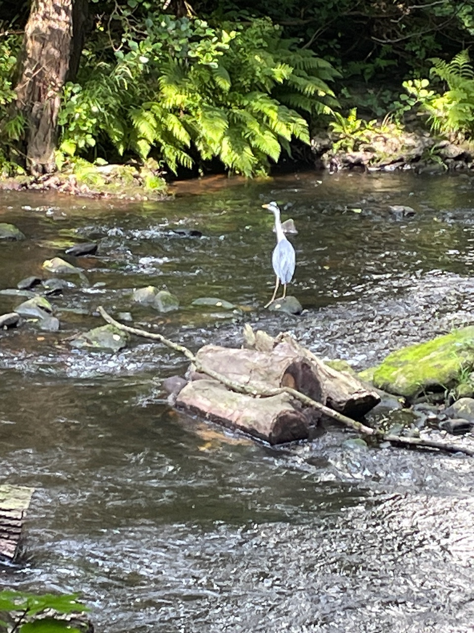 Fwd: Heron in Beeley Woods			
					</div><!-- .entry-content -->
		
		<footer>
		
		
		
					
					</footer><!-- .entry-meta -->
	</article><!-- #post -->
				
											
				
		
<hr class=