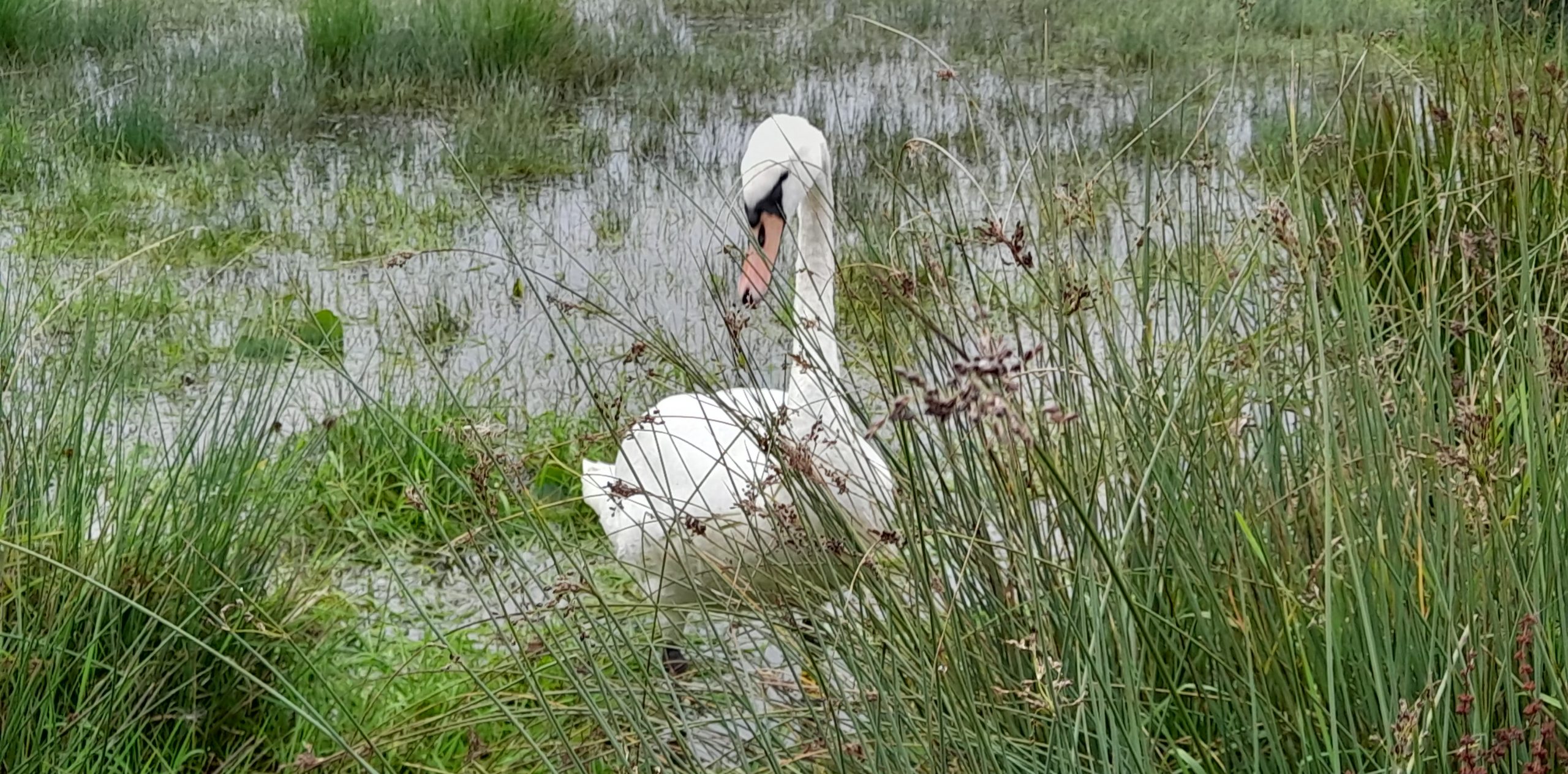 Fwd: Gail Ellis, Woodhouse washlands			
					</div><!-- .entry-content -->
		
		<footer>
		
		
		
					
					</footer><!-- .entry-meta -->
	</article><!-- #post -->
				
											
				
		
<hr class=