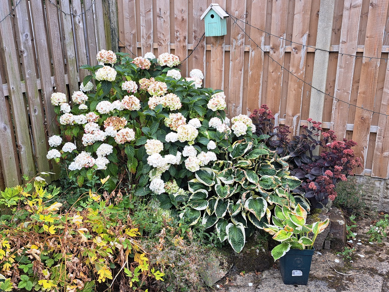 Fwd: Back Garden Charnock			
					</div><!-- .entry-content -->
		
		<footer>
		
		
		
					
					</footer><!-- .entry-meta -->
	</article><!-- #post -->
				
											
				
		
<hr class=