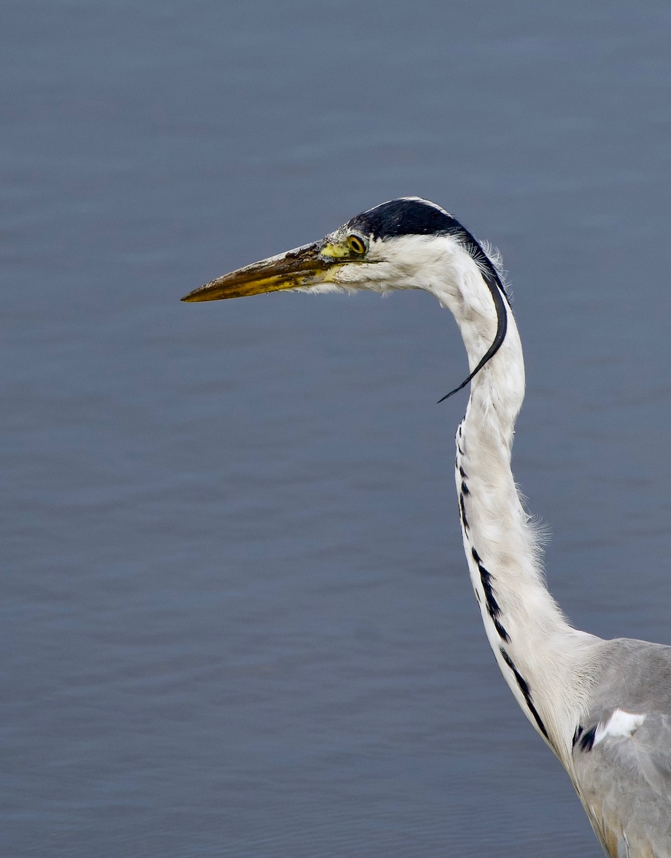Fwd: Heron stare at Old Moor			
					</div><!-- .entry-content -->
		
		<footer>
		
		
		
					
					</footer><!-- .entry-meta -->
	</article><!-- #post -->
				
											
				
		
<hr class=