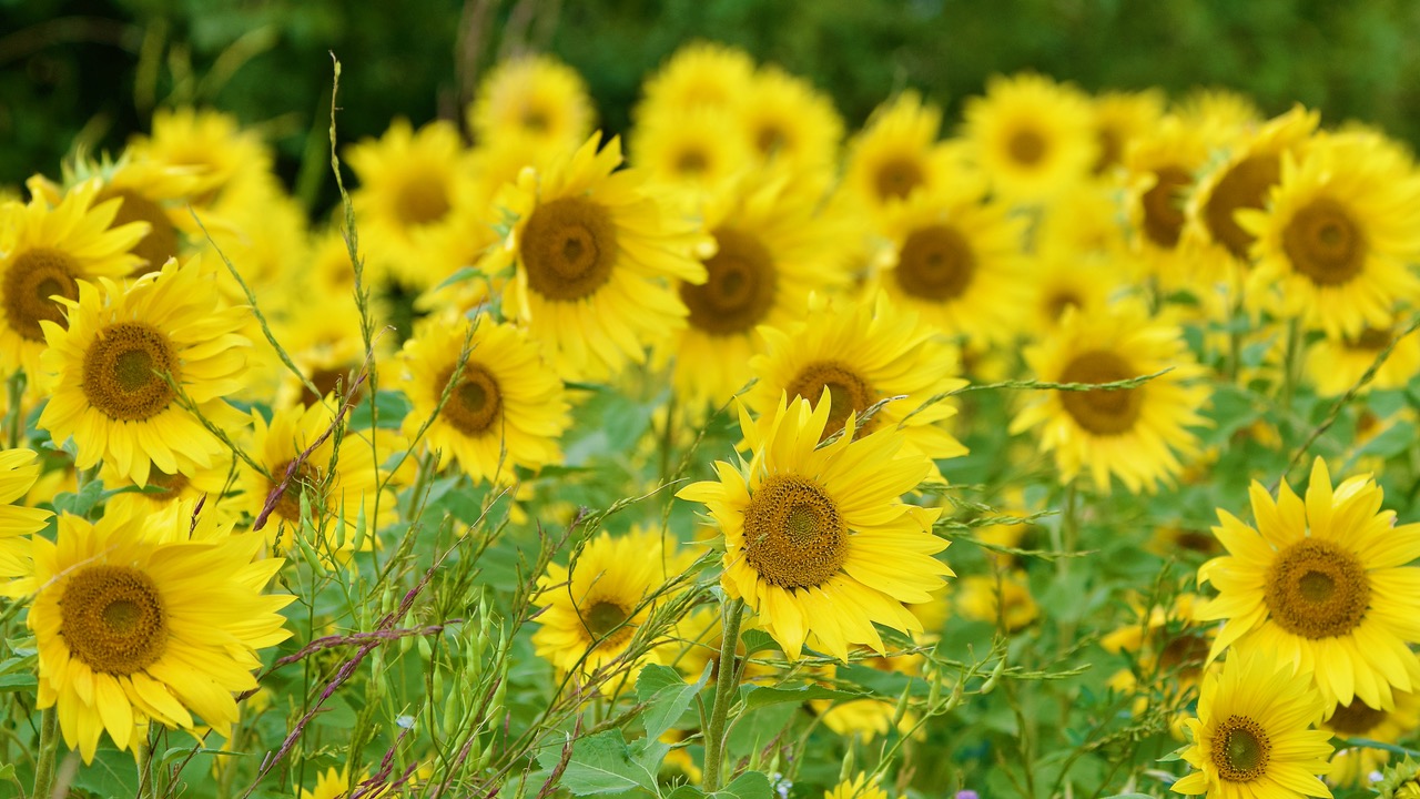 Fwd: Sunflowers by Steve Gregory			
					</div><!-- .entry-content -->
		
		<footer>
		
		
		
					
					</footer><!-- .entry-meta -->
	</article><!-- #post -->
				
											
				
		
<hr class=