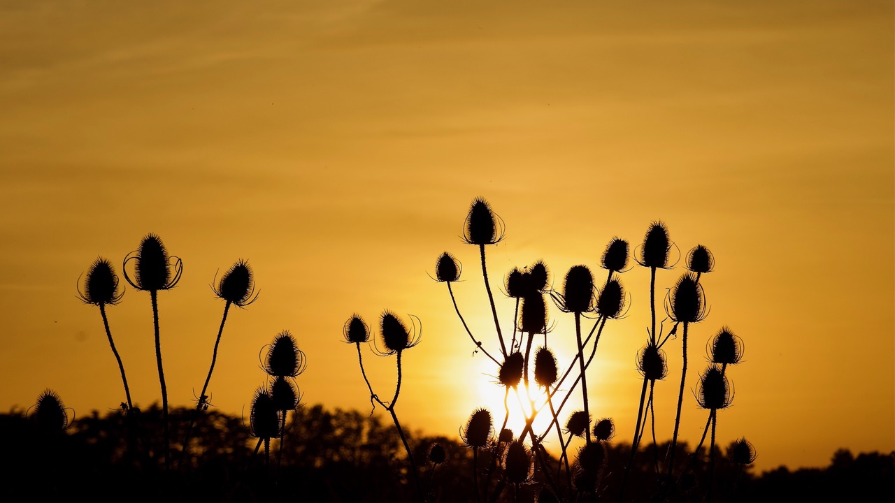 Fwd: Teasels by Steve Gregory			
					</div><!-- .entry-content -->
		
		<footer>
		
		
		
					
					</footer><!-- .entry-meta -->
	</article><!-- #post -->
				
											
				
		
<hr class=