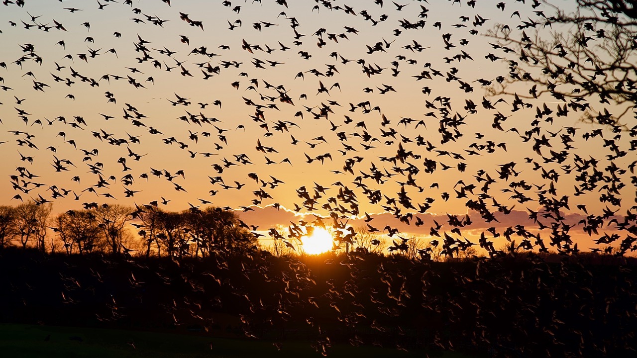 Fwd: Murmuration by Steve Gregory			
					</div><!-- .entry-content -->
		
		<footer>
		
		
		
					
					</footer><!-- .entry-meta -->
	</article><!-- #post -->
				
											
				
		
<hr class=