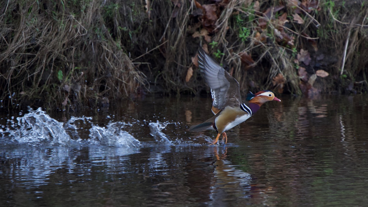 Fwd: Mandarin Duck at Chatsworth by Steve Gregory			
					</div><!-- .entry-content -->
		
		<footer>
		
		
		
					
					</footer><!-- .entry-meta -->
	</article><!-- #post -->
				
											
				
		
<hr class=