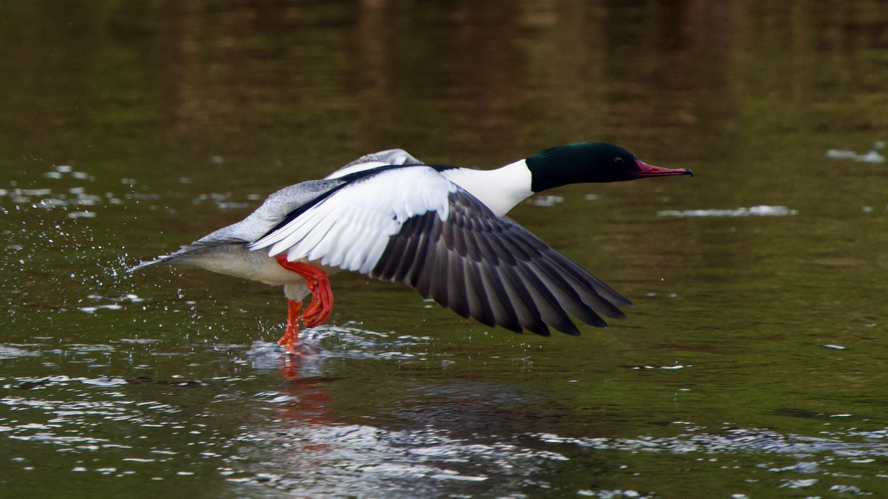 Fwd: Merganser at Chatsworth by Steve Gregory			
					</div><!-- .entry-content -->
		
		<footer>
		
		
		
					
					</footer><!-- .entry-meta -->
	</article><!-- #post -->
				
											
				
		
<hr class=