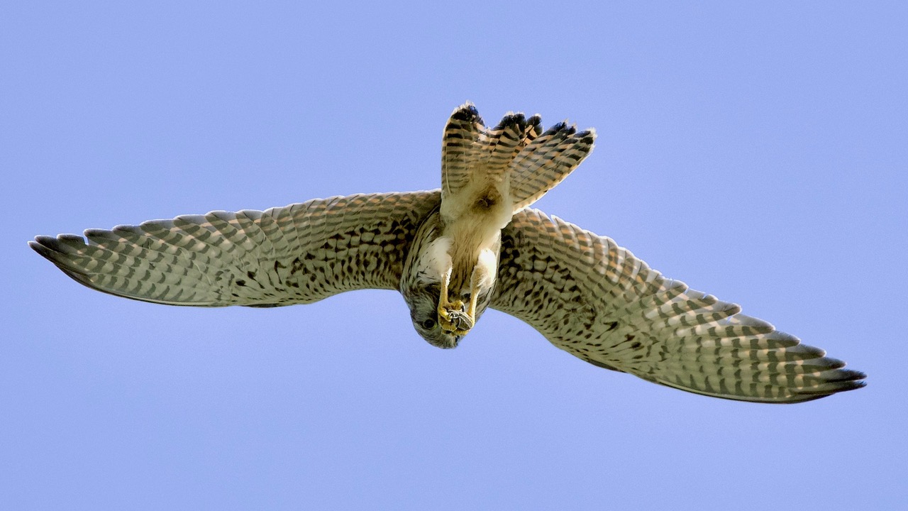 Fwd: Kes by Steve Gregory			
					</div><!-- .entry-content -->
		
		<footer>
		
		
		
					
					</footer><!-- .entry-meta -->
	</article><!-- #post -->
				
											
				
		
<hr class=