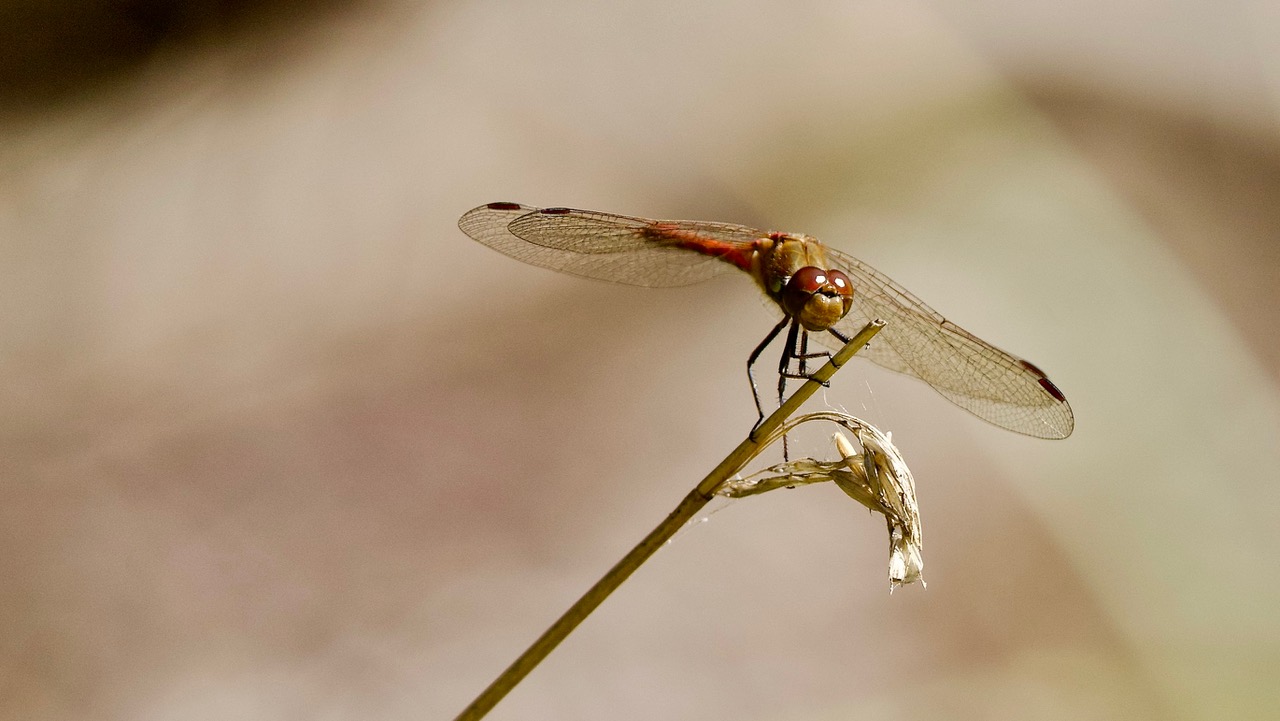 Fwd: Common Darter at Old Moor  by Steve Gregory			
					</div><!-- .entry-content -->
		
		<footer>
		
		
		
					
					</footer><!-- .entry-meta -->
	</article><!-- #post -->
				
											
				
		
<hr class=