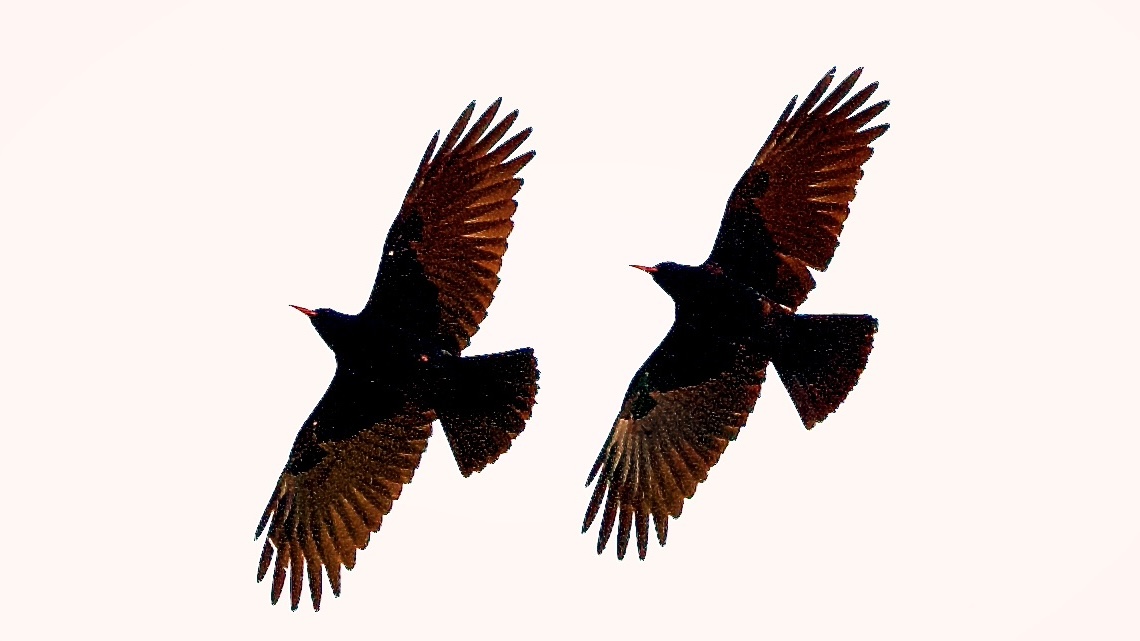 Fwd: Choughs by Steve Gregory			
					</div><!-- .entry-content -->
		
		<footer>
		
		
		
					
					</footer><!-- .entry-meta -->
	</article><!-- #post -->
				
											
				
		
<hr class=