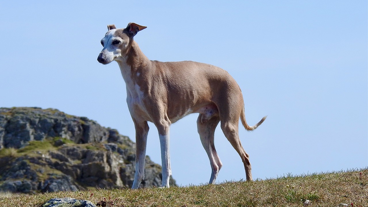 Fwd: Mr Pippy by Steve Gregory			
					</div><!-- .entry-content -->
		
		<footer>
		
		
		
					
					</footer><!-- .entry-meta -->
	</article><!-- #post -->
				
											
				
		
<hr class=