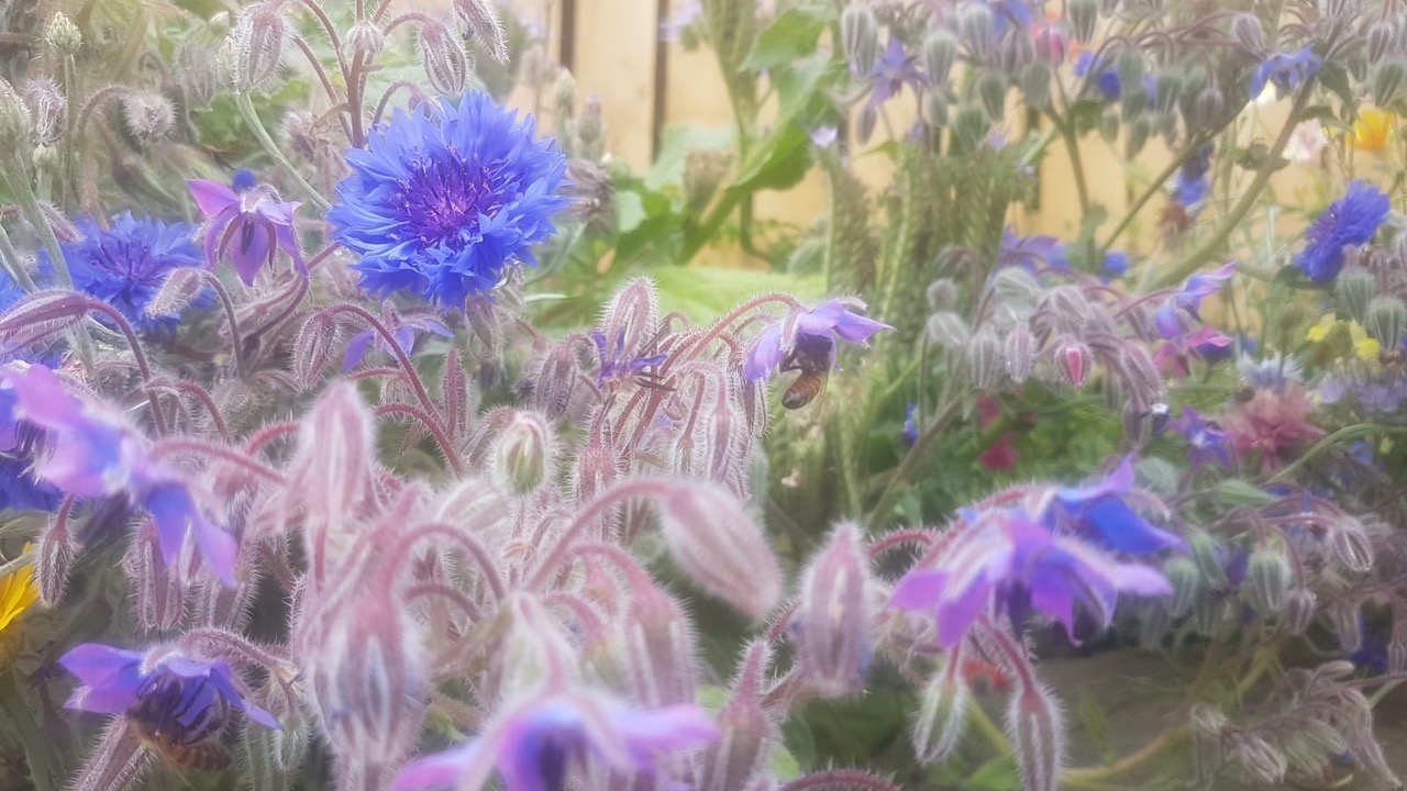 Fwd: Garden Meersbrook			
					</div><!-- .entry-content -->
		
		<footer>
		
		
		
					
					</footer><!-- .entry-meta -->
	</article><!-- #post -->
				
											
				
		
<hr class=