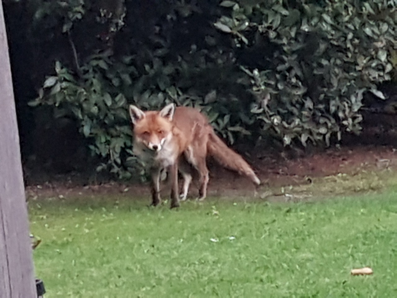 Fwd: Sly Fox			
					</div><!-- .entry-content -->
		
		<footer>
		
		
		
					
					</footer><!-- .entry-meta -->
	</article><!-- #post -->
				
											
				
		
<hr class=