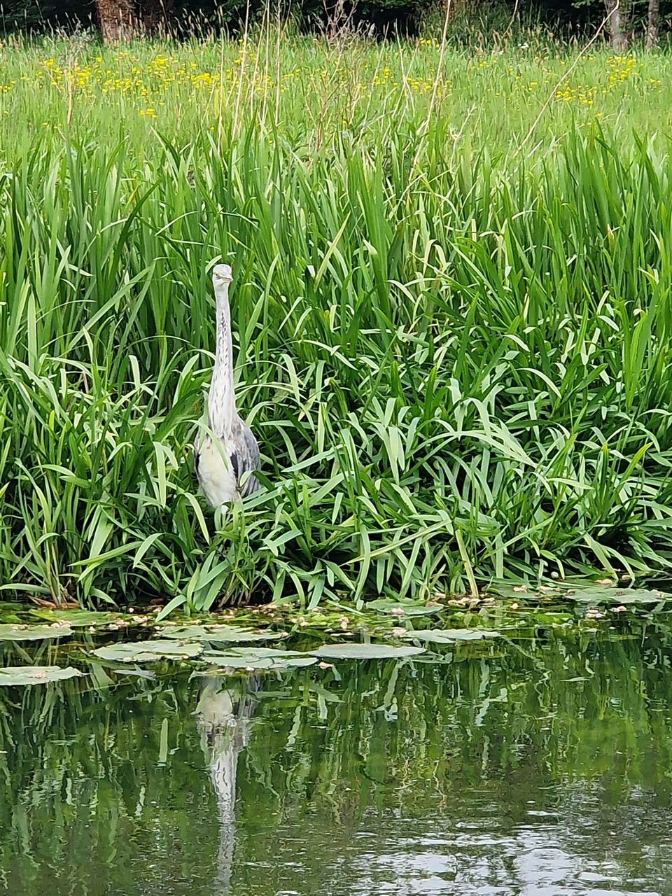 Fwd: Heron			
					</div><!-- .entry-content -->
		
		<footer>
		
		
		
					
					</footer><!-- .entry-meta -->
	</article><!-- #post -->
				
											
				
		
<hr class=