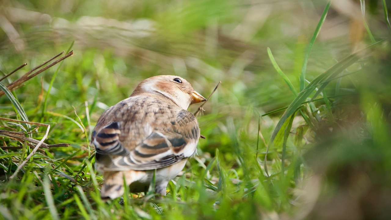 Fwd: Photo by Steve Gregory, Snow Bunting			
					</div><!-- .entry-content -->
		
		<footer>
		
		
		
					
					</footer><!-- .entry-meta -->
	</article><!-- #post -->
				
											
				
		
<hr class=