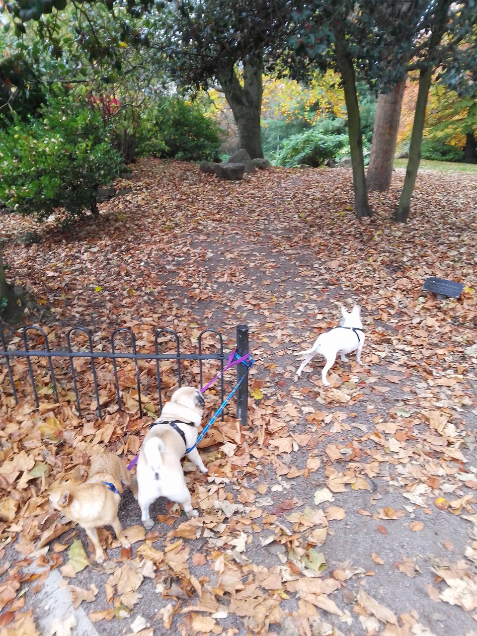 Fwd: Eddie, Ollie & Wilma at Clifton park			
					</div><!-- .entry-content -->
		
		<footer>
		
		
		
					
					</footer><!-- .entry-meta -->
	</article><!-- #post -->
				
											
				
		
<hr class=