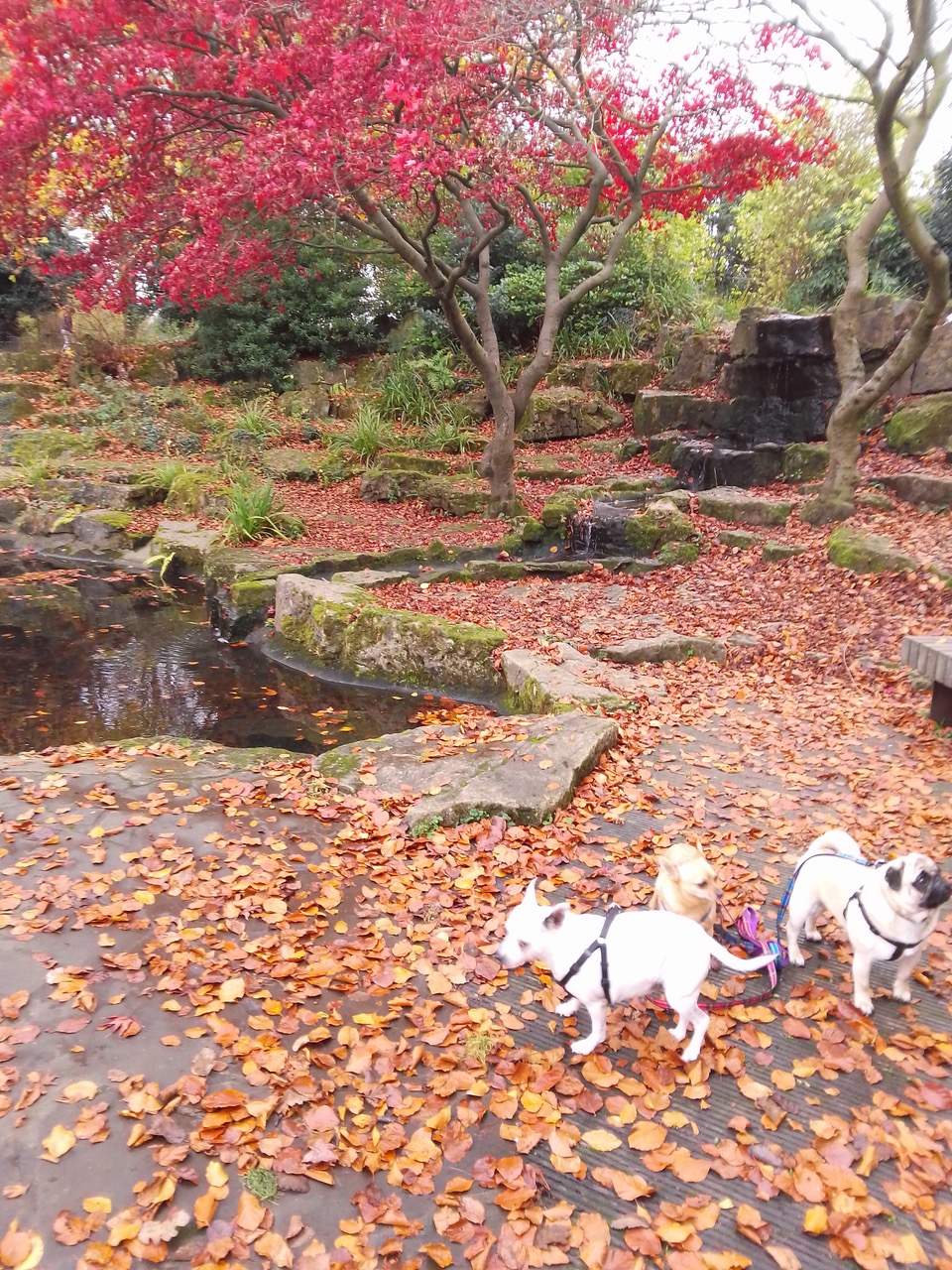 Fwd: The Rock garden, Clifton park			
					</div><!-- .entry-content -->
		
		<footer>
		
		
		
					
					</footer><!-- .entry-meta -->
	</article><!-- #post -->
				
											
				
		
<hr class=