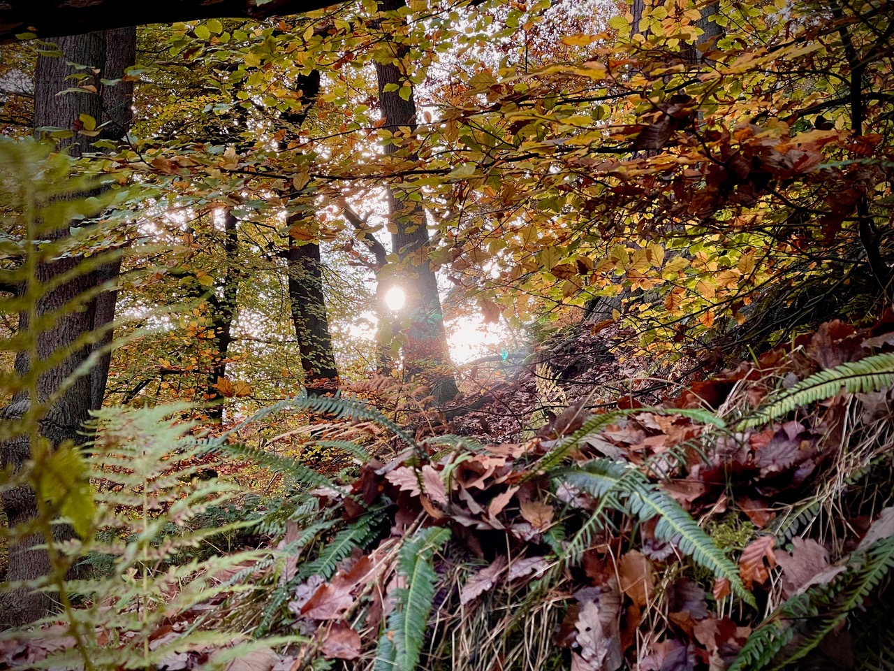 Fwd: Autumn Photo			
					</div><!-- .entry-content -->
		
		<footer>
		
		
		
					
					</footer><!-- .entry-meta -->
	</article><!-- #post -->
				
											
				
		
<hr class=