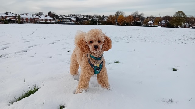 Fwd: Arthur the dog			
					</div><!-- .entry-content -->
		
		<footer>
		
		
		
					
					</footer><!-- .entry-meta -->
	</article><!-- #post -->
				
											
				
		
<hr class=