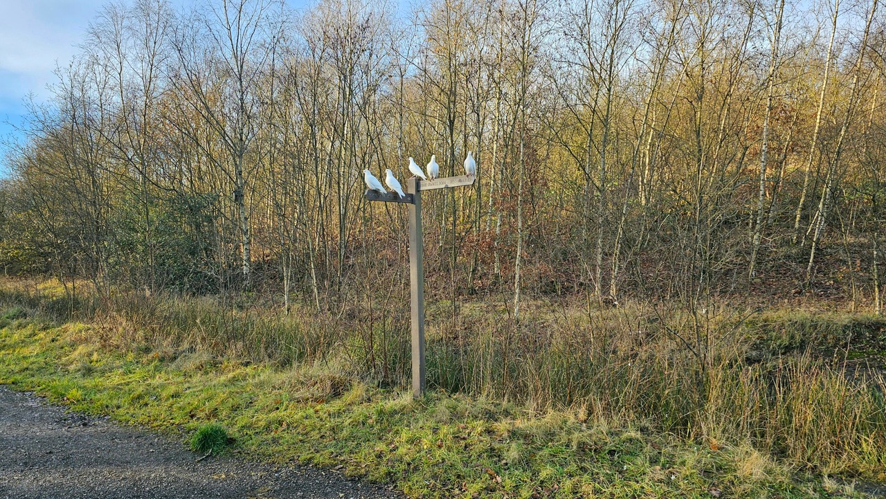 Fwd: Mark Lacey-Hatton – Poolsbrook Country Park, Doves on signpost			
					</div><!-- .entry-content -->
		
		<footer>
		
		
		
					
					</footer><!-- .entry-meta -->
	</article><!-- #post -->
				
											
				
		
<hr class=