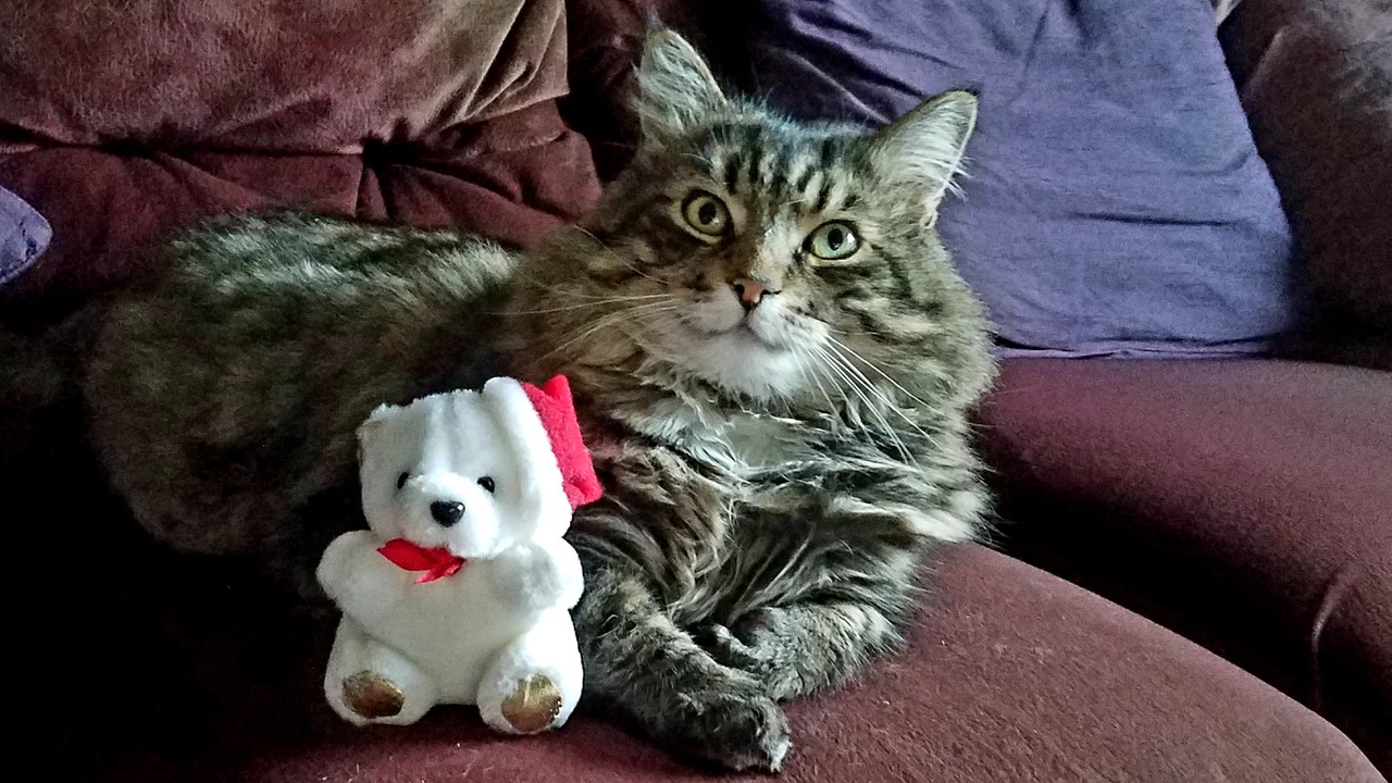 Fwd: Gail Ellis, Ollie Jolly Xmas			
					</div><!-- .entry-content -->
		
		<footer>
		
		
		
					
					</footer><!-- .entry-meta -->
	</article><!-- #post -->
				
											
				
		
<hr class=