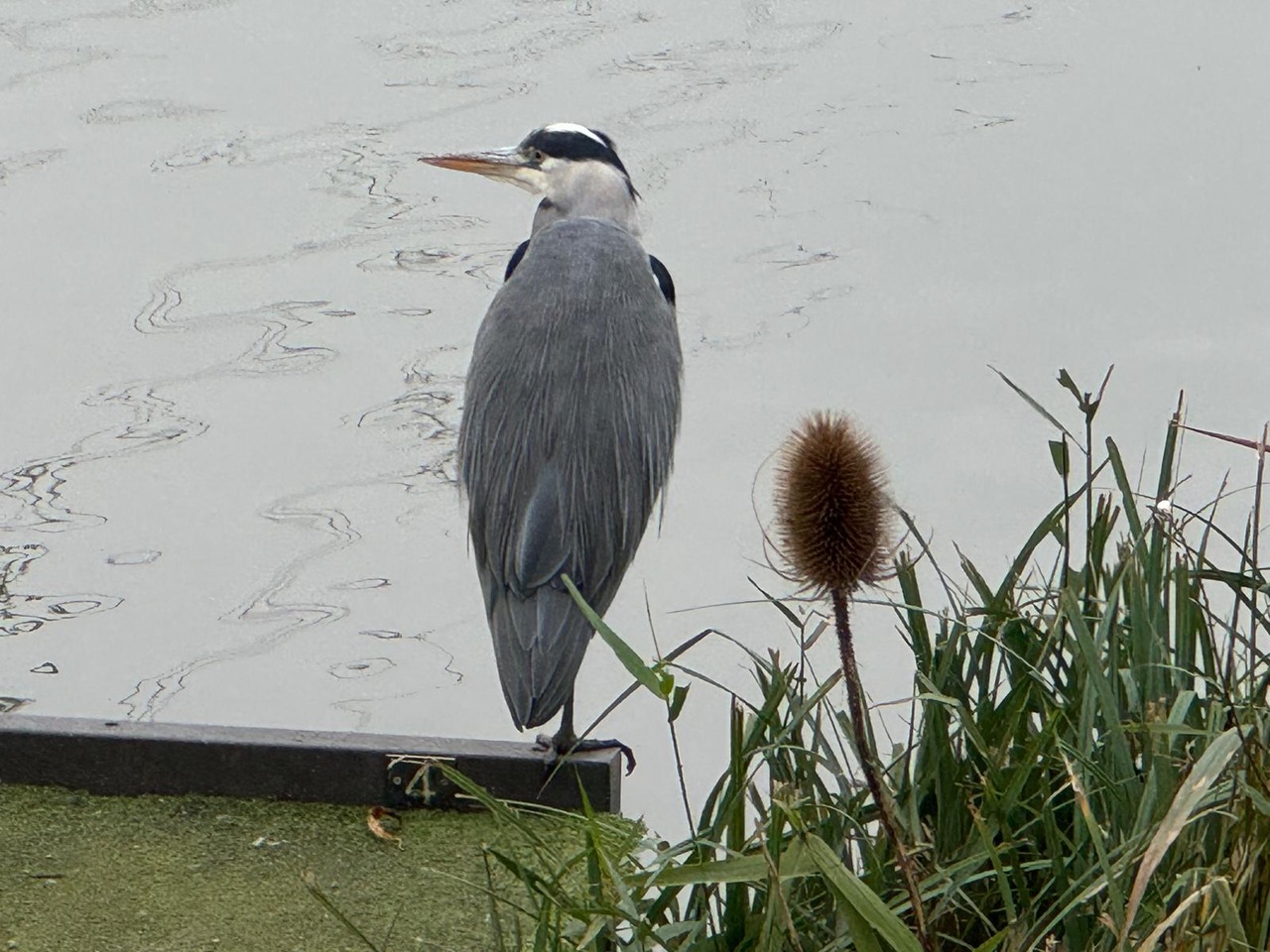 Fwd: Heron at Poolsbrook park			
					</div><!-- .entry-content -->
		
		<footer>
		
		
		
					
					</footer><!-- .entry-meta -->
	</article><!-- #post -->
				
											
				
		
<hr class=