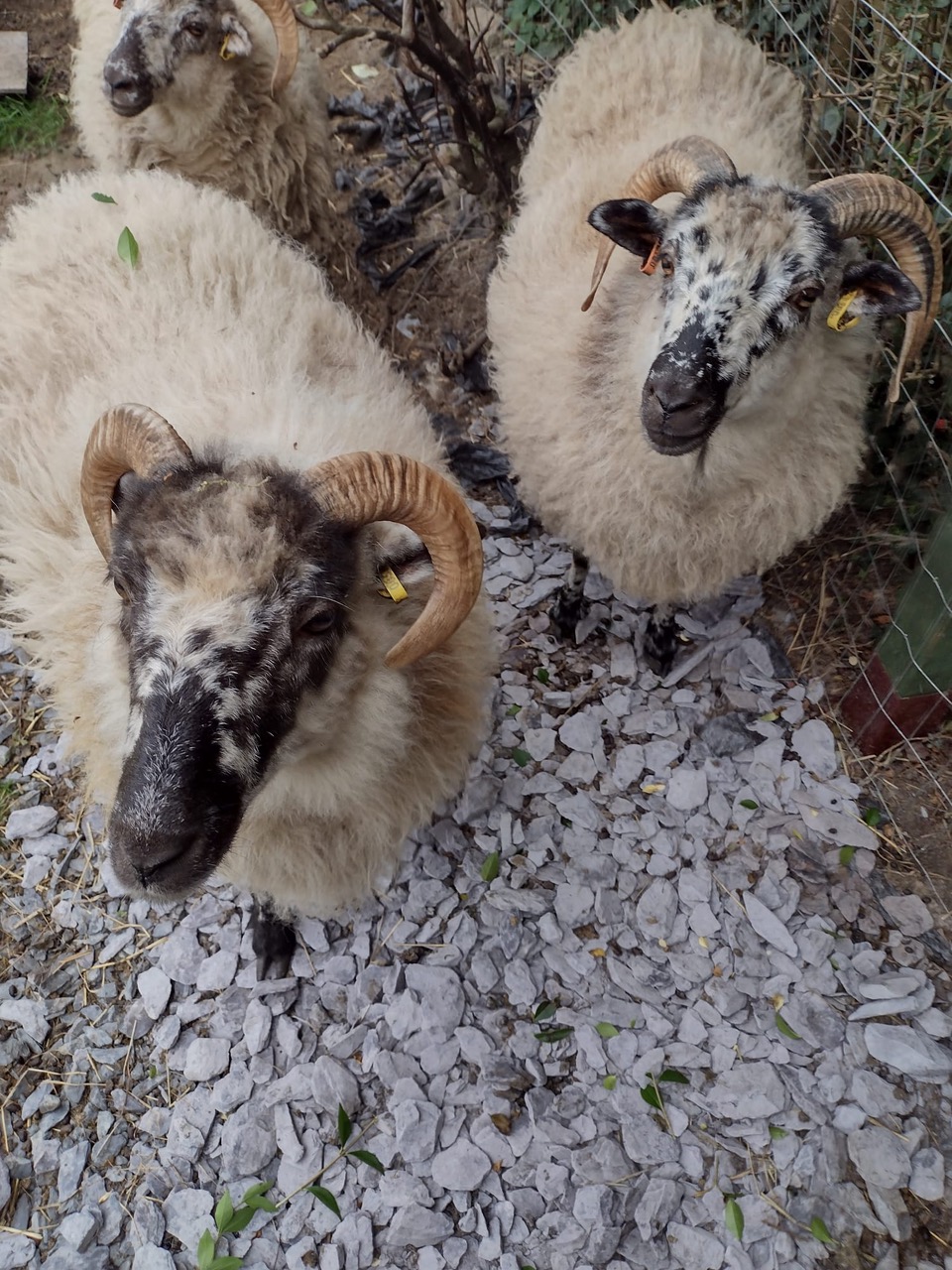 Fwd: Boreray sheep			
					</div><!-- .entry-content -->
		
		<footer>
		
		
		
					
					</footer><!-- .entry-meta -->
	</article><!-- #post -->
				
											
				
		
<hr class=