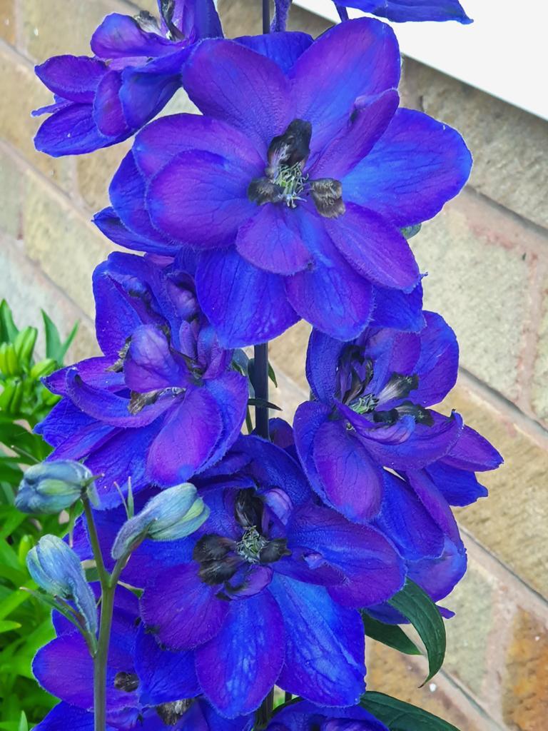 Fwd: Delphinium			
					</div><!-- .entry-content -->
		
		<footer>
		
		
		
					
					</footer><!-- .entry-meta -->
	</article><!-- #post -->
				
											
				
		
<hr class=