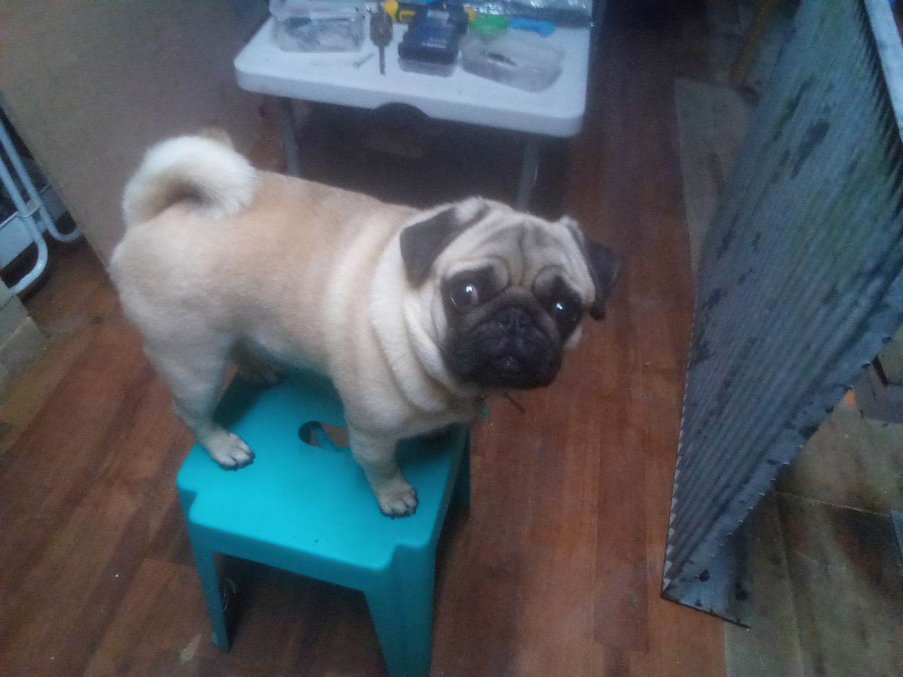 Fwd: Ollie the pug			
					</div><!-- .entry-content -->
		
		<footer>
		
		
		
					
					</footer><!-- .entry-meta -->
	</article><!-- #post -->
				
											
				
		
<hr class=