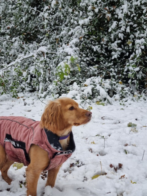 Fwd: sue Fletcher and Teddie			
					</div><!-- .entry-content -->
		
		<footer>
		
		
		
					
					</footer><!-- .entry-meta -->
	</article><!-- #post -->
				
											
				
		
<hr class=