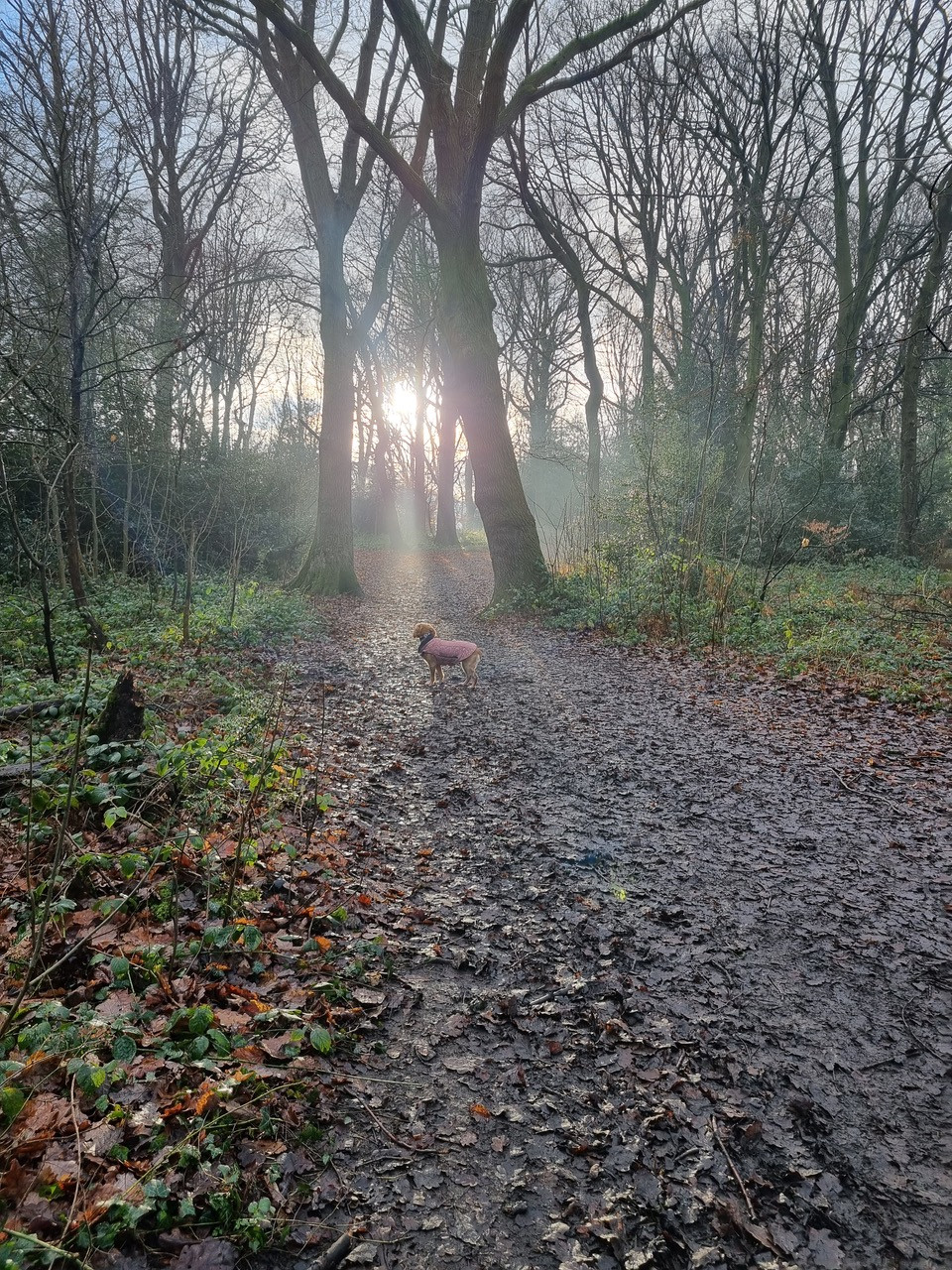 Fwd: Sue Fletcher. Chapeltown Woods			
					</div><!-- .entry-content -->
		
		<footer>
		
		
		
					
					</footer><!-- .entry-meta -->
	</article><!-- #post -->
				
											
				
		
<hr class=