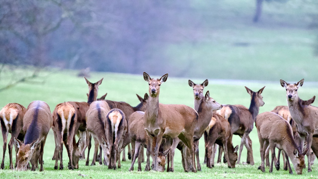 Fwd: Deer on Wentworth Estate, Steve Gregory			
					</div><!-- .entry-content -->
		
		<footer>
		
		
		
					
					</footer><!-- .entry-meta -->
	</article><!-- #post -->
				
											
				
		
<hr class=