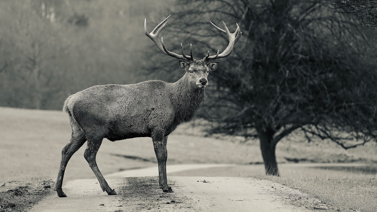 Fwd: Wentworth Woodhouse Stag, by Steve Gregory			
					</div><!-- .entry-content -->
		
		<footer>
		
		
		
					
					</footer><!-- .entry-meta -->
	</article><!-- #post -->
				
											
				
		
<hr class=
