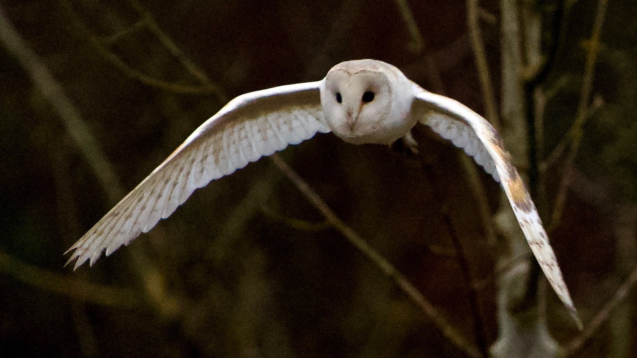 Fwd: Barn Owl over Wentworth Estate, Steve Gregory			
					</div><!-- .entry-content -->
		
		<footer>
		
		
		
					
					</footer><!-- .entry-meta -->
	</article><!-- #post -->
				
											
				
		
<hr class=